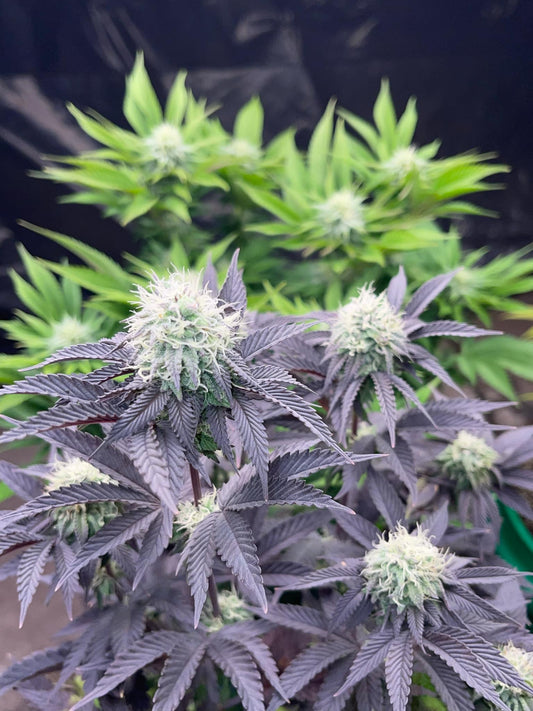 Blue GuruSue #1