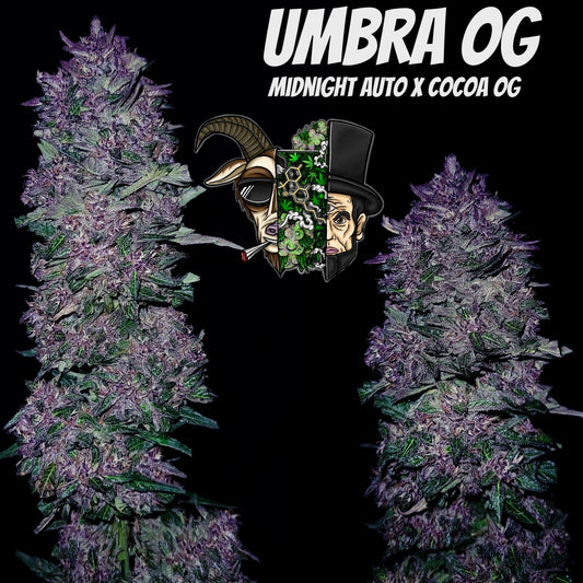 UMBRA OG